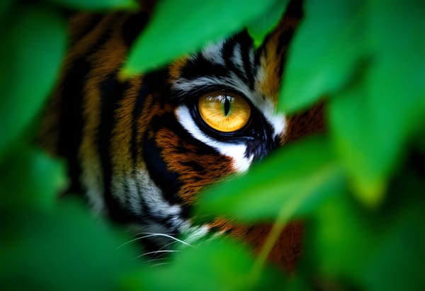 Rethinking Anonymity: Why Privacy Browsers Fall Short
