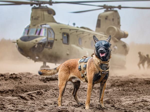 For The Dogs